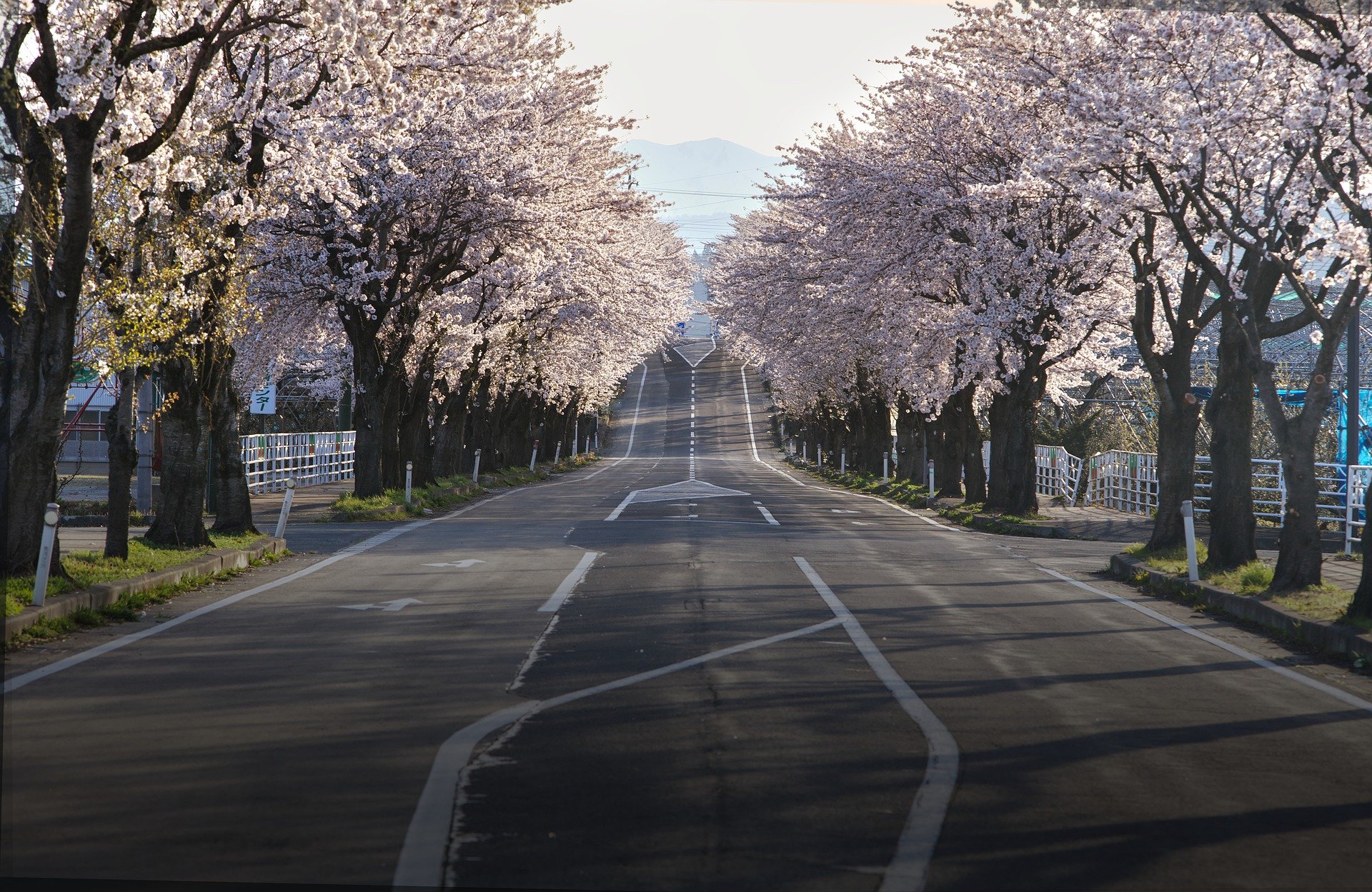 Announcing 2022 Round 2 Finalists New Ventures BC   Cherry Blossoms Gf038d71e6 1920 